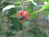 �u���b�N�x���[(Black berry)