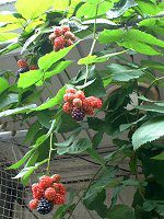 �u���b�N�x���[(Black berry)