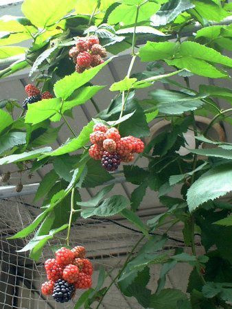 �u���b�N�x���[(Black berry)