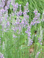 �C���O���b�V�����x���_�[(English lavender)