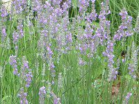 �C���O���b�V�����x���_�[(English lavender)