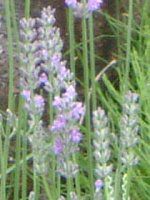 �C���O���b�V�����x���_�[(English lavender)