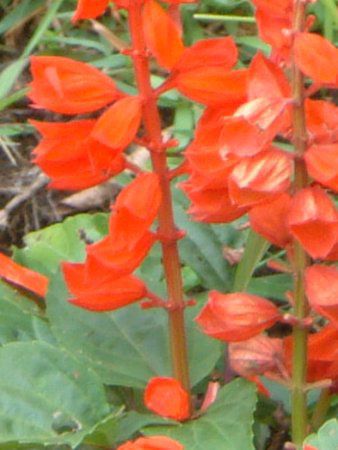 �T���r�A�E�X�v�����f���X(Salvia splendens)