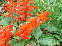 �T���r�A�E�X�v�����f���X(Salvia splendens)