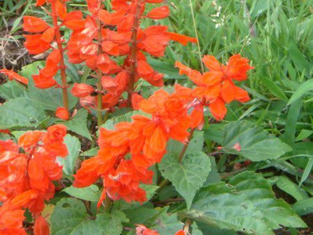 �T���r�A�E�X�v�����f���X(Salvia splendens)