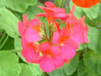 �[���j�E��(Geranium)
