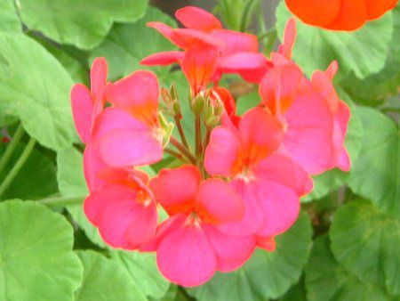 �[���j�E��(Geranium)