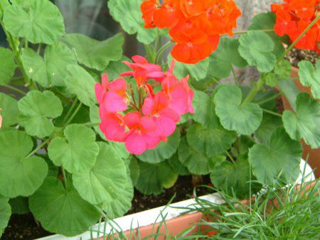 �[���j�E��(Geranium)