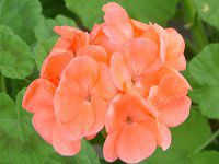 �[���j�E��(Geranium)