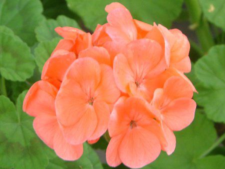 �[���j�E��(Geranium)