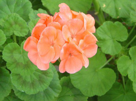 �[���j�E��(Geranium)