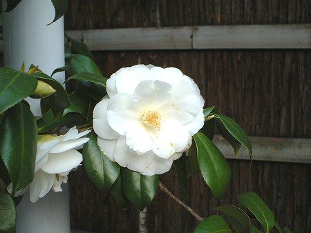�c�o�L(��)