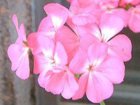 �[���j�E��(Geranium)