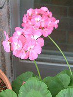 �[���j�E��(Geranium)