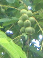�I�j�O���~�i�S�ӓ��j
