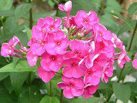 �t���b�N�X�E�p�j�L�����[�^(Phlox paniculata)