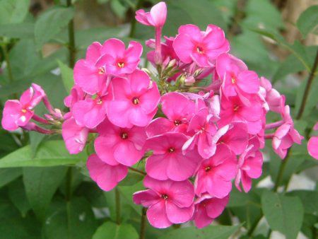 �t���b�N�X�E�p�j�L�����[�^(Phlox paniculata)
