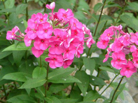 �t���b�N�X�E�p�j�L�����[�^(Phlox paniculata)