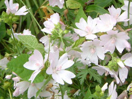 ���X�N�}���[(Musk mallow)