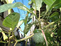 �_�c��(Datura)
