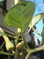 �_�c��(Datura)