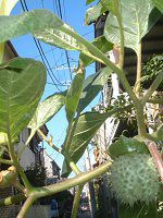 �_�c��(Datura)