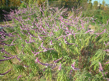 ���L�V�J���E�u�b�V���Z�[�W(Mexican Bush Sage)
