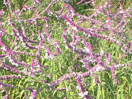 ���L�V�J���E�u�b�V���Z�[�W(Mexican Bush Sage)