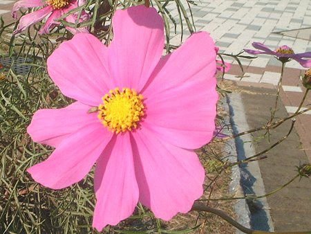 �R�X���X(Cosmos)