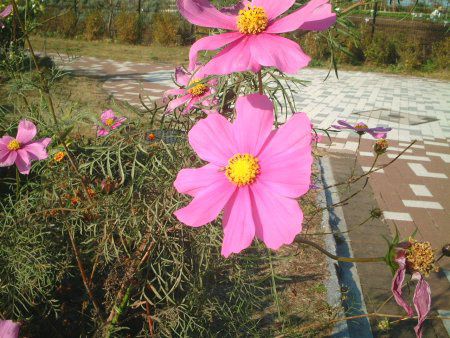 �R�X���X(Cosmos)