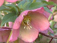 �����e�����[�Y�iLenten rose�j