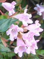 �A�x���A�E�G�h���[�h�E�S�[�`���[�iAbelia 'Edward Goucher'�j