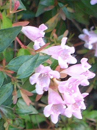 �A�x���A�G�h���[�h�S�[�`���[