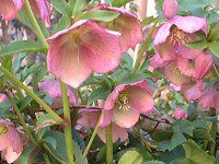 �����e�����[�Y�iLenten rose�j