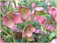 �����e�����[�Y�iLenten rose�j