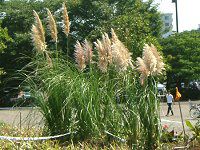 �p���p�X�O���X�iPanpas grass�j