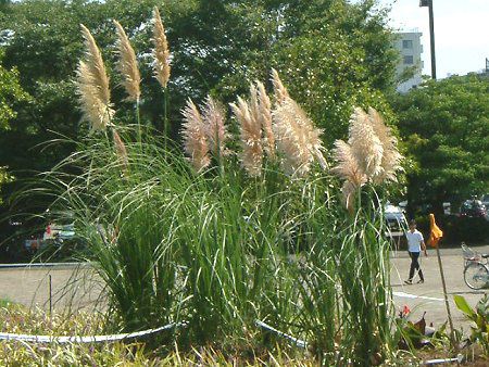 �p���p�X�O���X(Pampas grass)