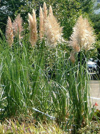 �p���p�X�O���X(Pampas grass)