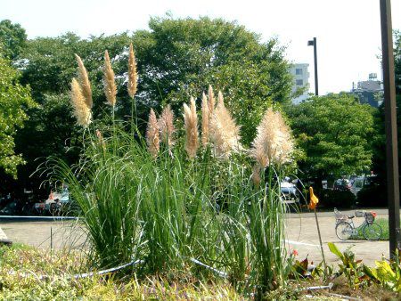 �p���p�X�O���X(Pampas grass)