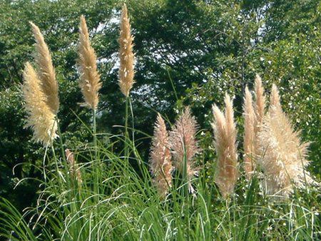 �p���p�X�O���X(Pampas grass)