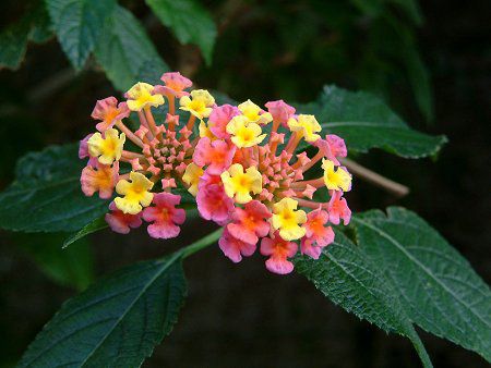 �����^�i(Lantana)