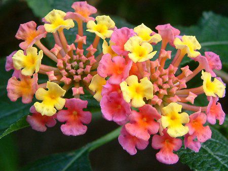 �����^�i(Lantana)