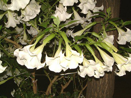 �G���W�F���X�E�g�����y�b�g�E�c���[(Angel's trumpet tree)
