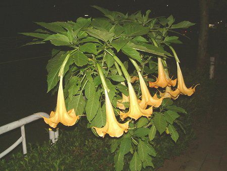 �G���W�F���X�E�g�����y�b�g�E�c���[(Angel's trumpet tree)