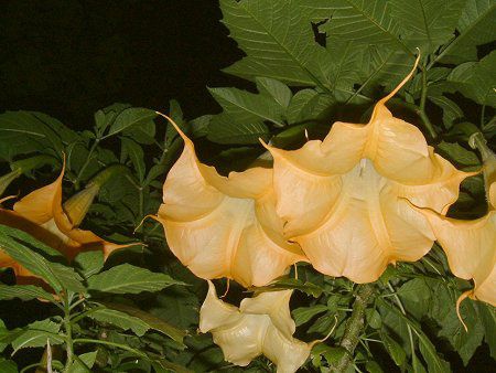 �G���W�F���X�E�g�����y�b�g�E�c���[(Angel's trumpet tree)