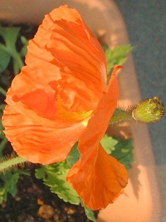 �A�C�X�����h�|�s�[(Iceland Poppy)