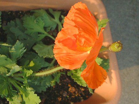�A�C�X�����h�|�s�[�iIceland Poppy�j