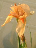 �W���[�}���E�A�C���X(German iris)