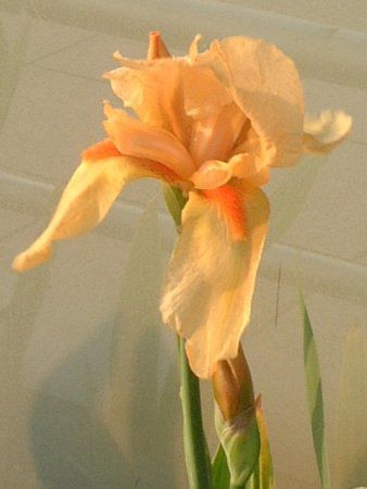 �W���[�}���E�A�C���X(German iris)