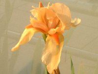 �W���[�}���E�A�C���X(German iris)